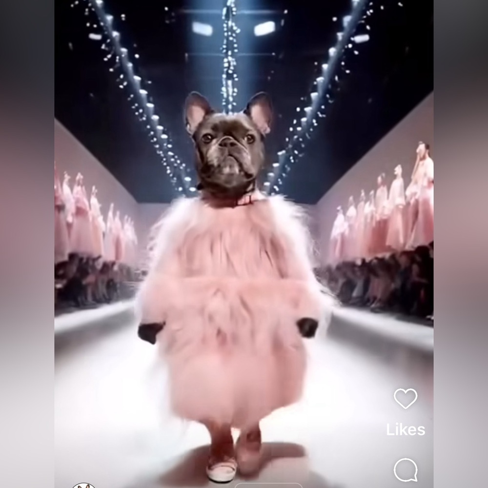 🐾Meet Ella! 🐾 NOT FOR SALE, EVER! - Picture 13 of 15